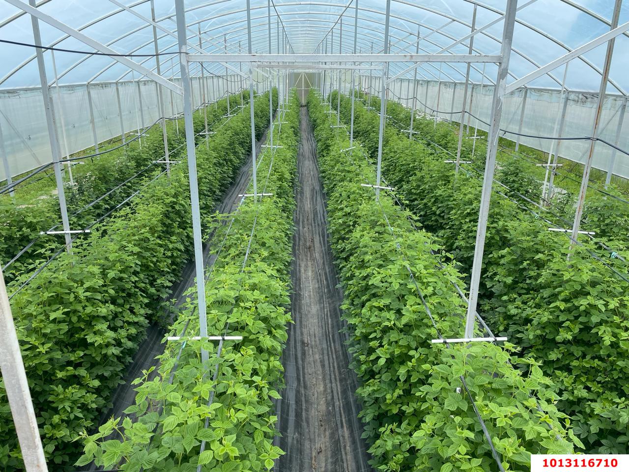 Фото №6: Коммерция 310 м² - Первомайский, ул. Мира, 1