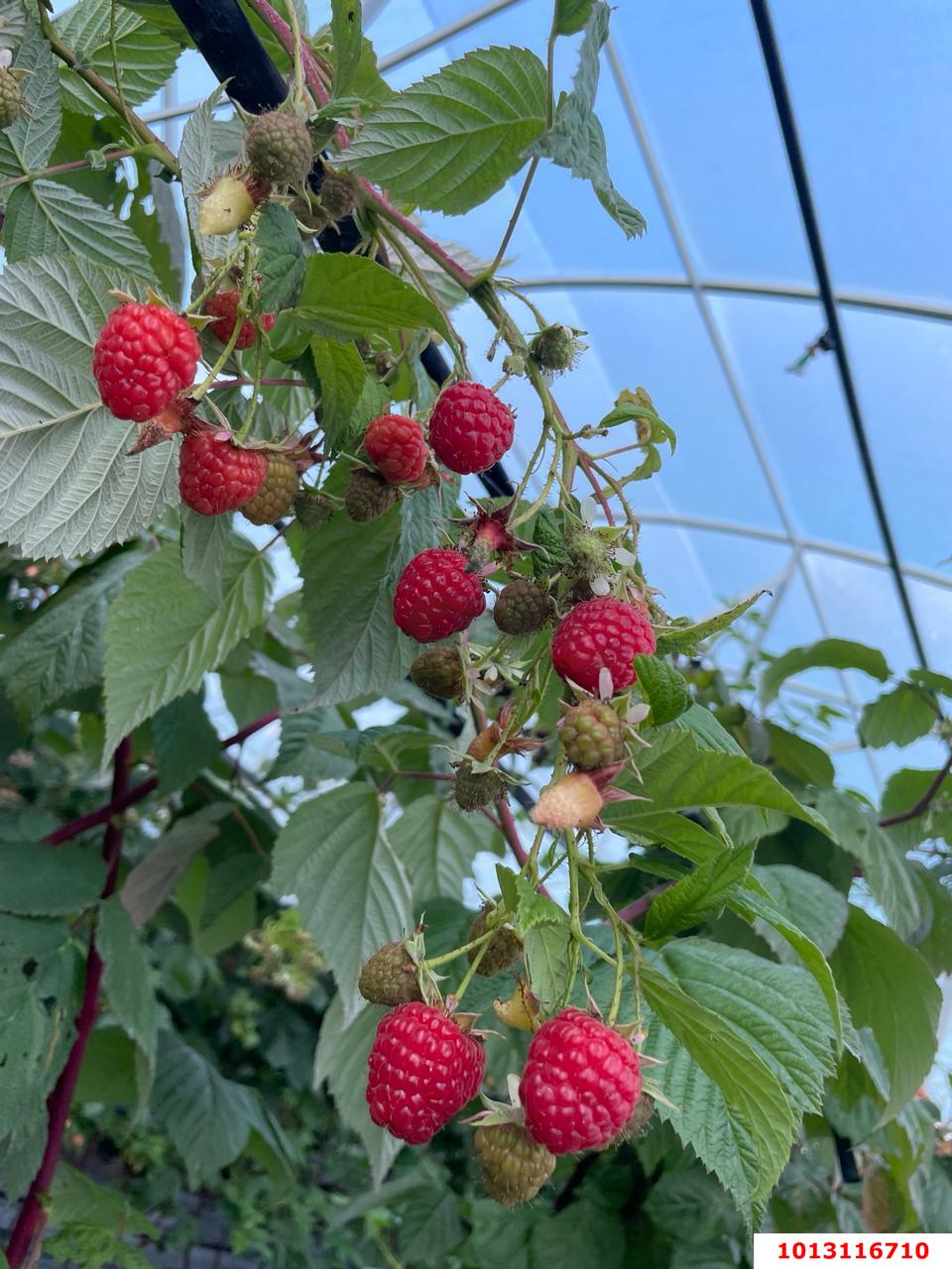 Фото №7: Коммерция 310 м² - Первомайский, ул. Мира, 1