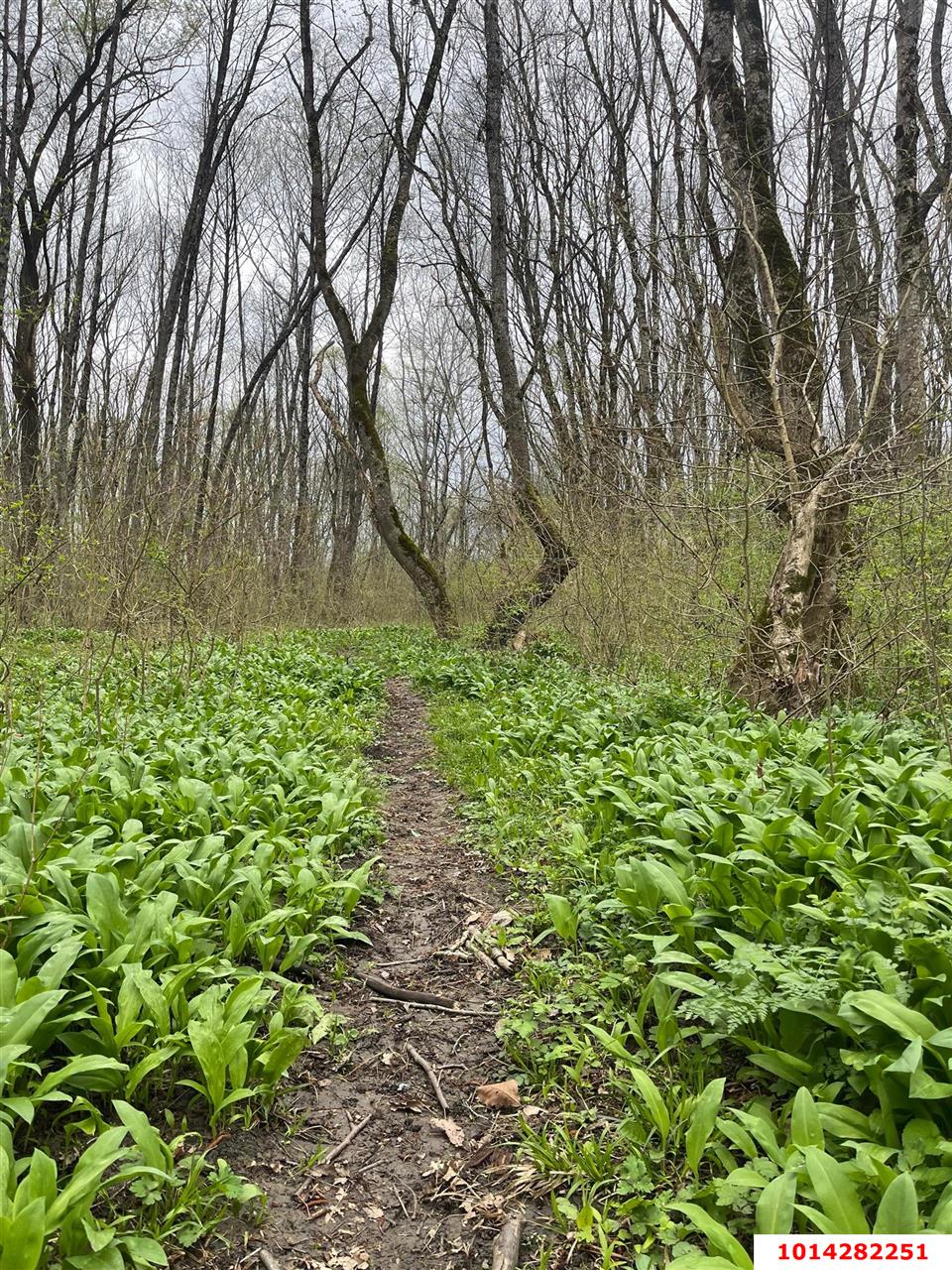 Фото №2: Земельный участок 195 сот. - Абадзехская, ул. Ленина, 74