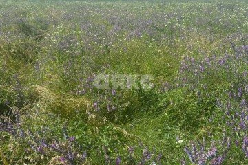 Фото №1: Земельный участок под ИЖС - Майкоп, р. Аэродрома, 