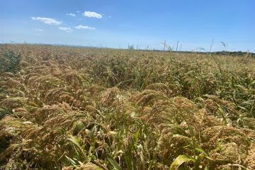 Фото №4: Коммерция 2000 м² - Республика Адыгея (Адыгея) Тахтамукайский район